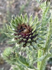 Carduus macrocephalus image