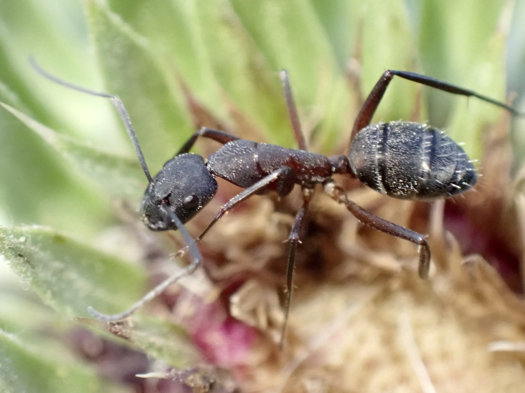 Camponotus obscuriventris