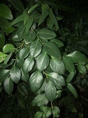 Magnoliopsida