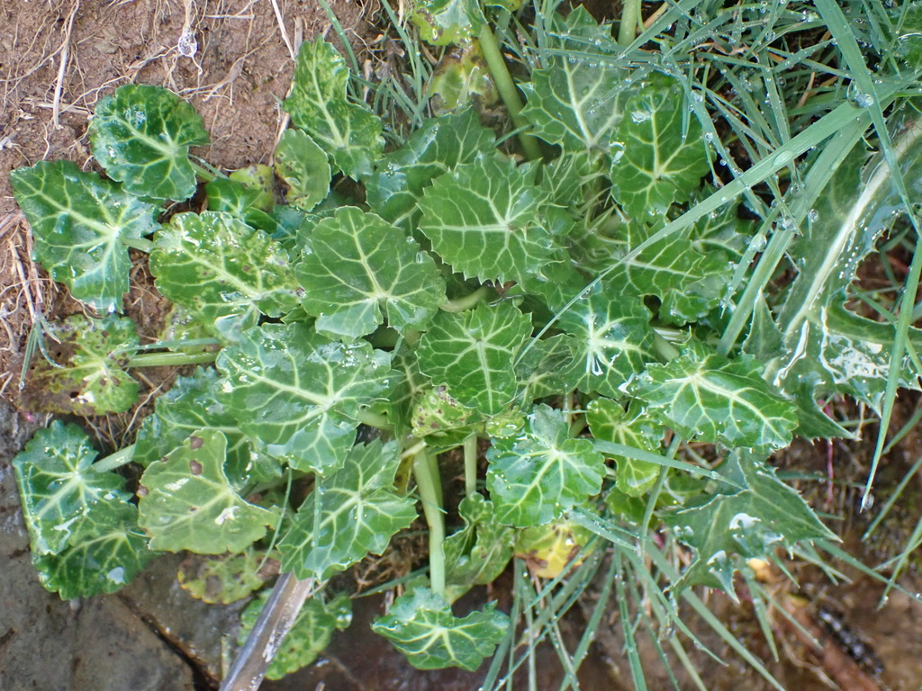 Eryngium variifolium; photograph author not stated, no rights reserved