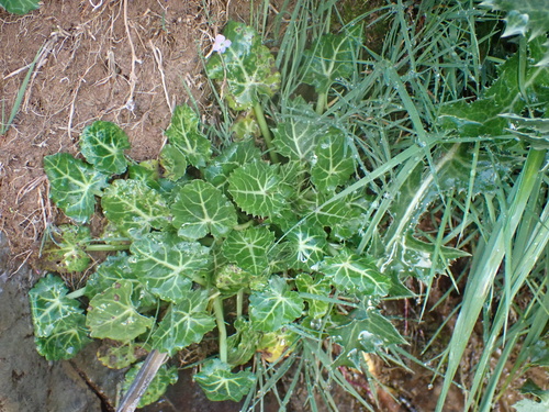 Eryngium variifolium image