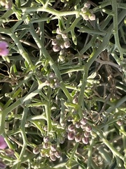 Hormathophylla spinosa image