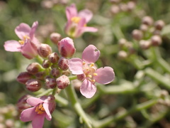 Hormathophylla spinosa image