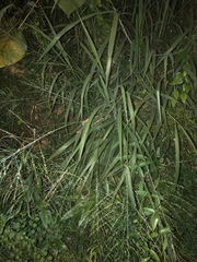 Poaceae