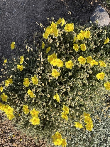 Helianthemum croceum (Helianthemum croceum)