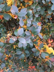Berberis × ottawensis