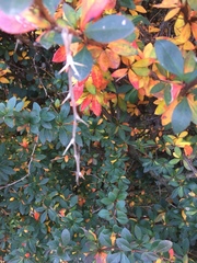 Berberis × ottawensis