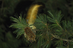 Kashmir Flying Squirrel photo 2