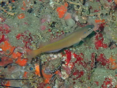 Bandtail Dottyback photo 2