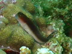 Gulf Blenny photo 2