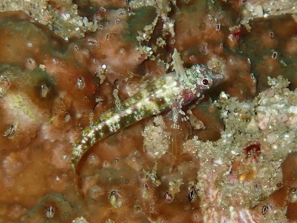 Spotbelly triplefin (Enneapterygius ventermaculus) — Tripterygiidae