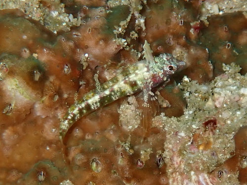 Spotbelly triplefin (Enneapterygius ventermaculus) — Tripterygiidae