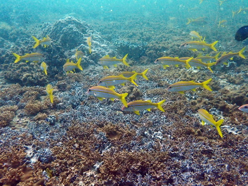 Yellowfin Goatfish