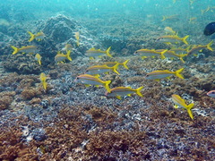 Yellowfin Goatfish