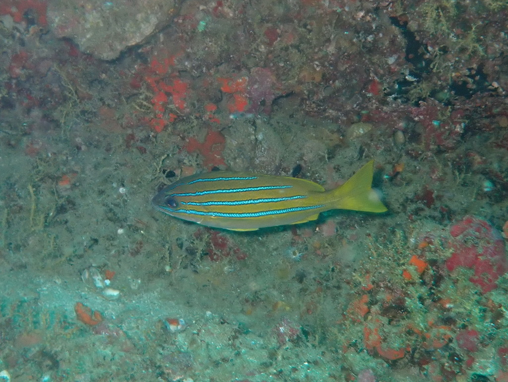 Arabian Blue-Striped Snapper
