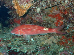 Pearly Goatfish photo 3