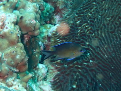 Arabian Chromis