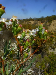 Ruschia tumidula