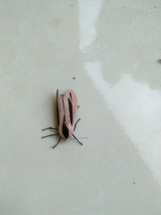 Creatonotos gangis