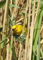 Ploceus subaureus subaureus