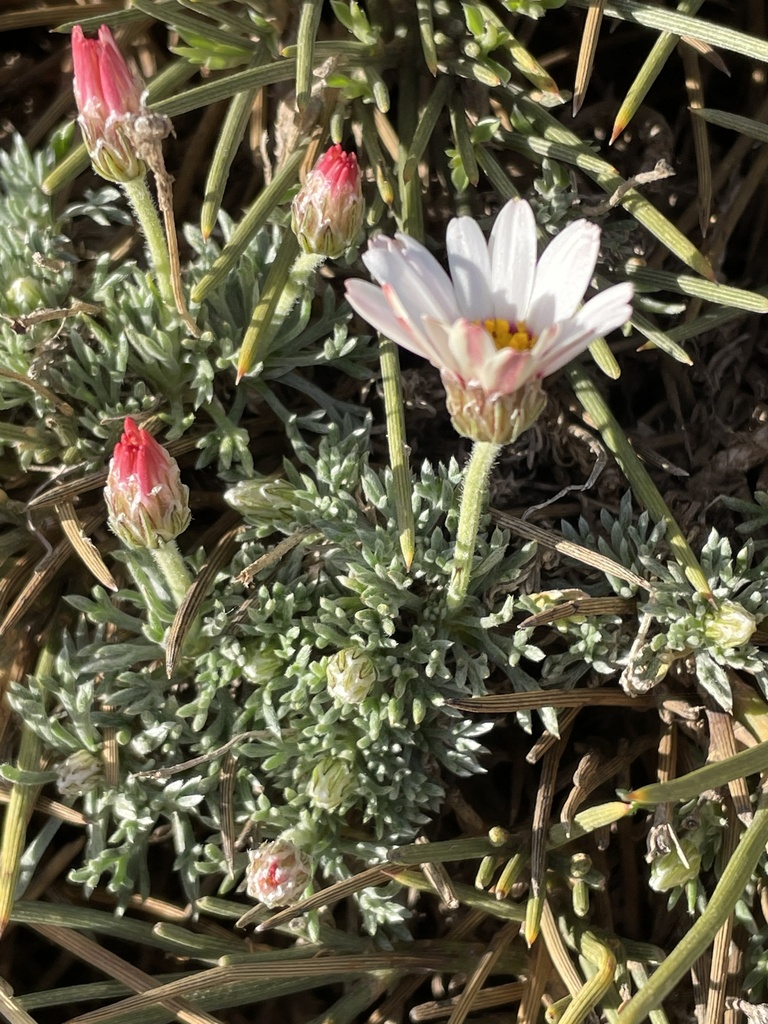 Rhodanthemum