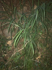Poaceae