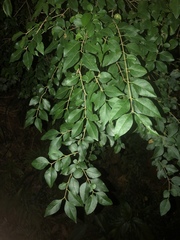 Magnoliopsida