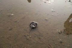 Tachypleus tridentatus