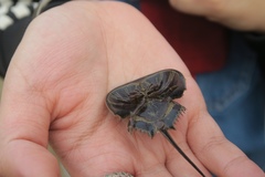 Tachypleus tridentatus