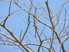 Euphonia trinitatis