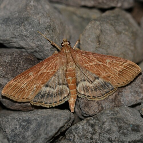 Coconut Leafroller Moth