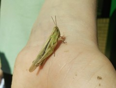 Aiolopus thalassinus dubius