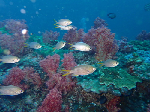Chromis xanthopterygia observed 2023-04-27