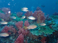 Arabian Chromis photo 2