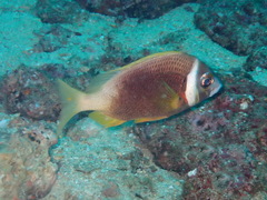 Whitecheek Monocle Bream photo 3
