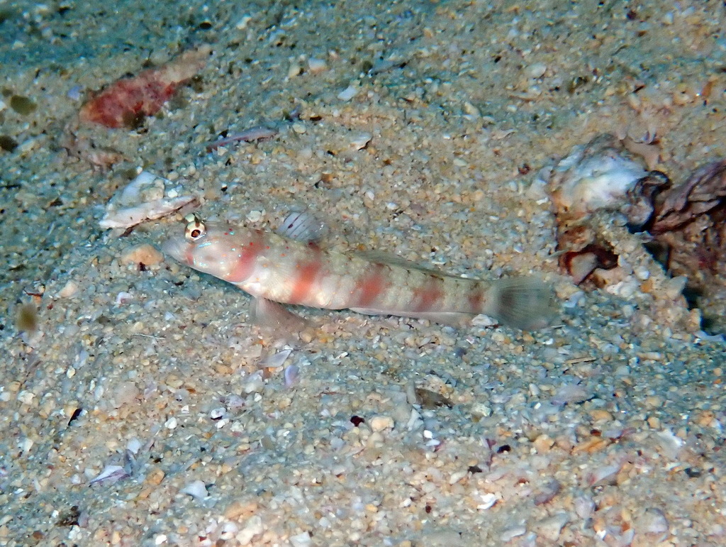 Triplespot Shrimpgoby