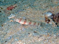 Triplespot Shrimpgoby photo 1