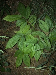 Magnoliopsida
