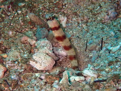 Triplespot Shrimpgoby photo 3