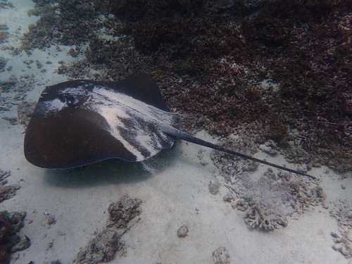 Jenkins Whipray