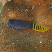 Gulf Blenny - Photo (c) Sylvain Le Bris, some rights reserved (CC BY-NC), uploaded by Sylvain Le Bris