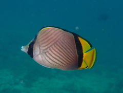 Horseshoe Butterflyfish photo 3
