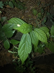 Microcos paniculata