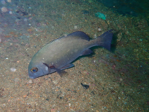 Redlip rubberlip (Plectorhinchus sordidus) — Haemulidae — 5