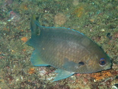 Arabian Chromis photo 3