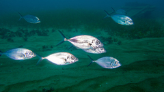 Pseudocaranx wrighti
