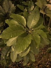 Schefflera