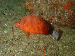 Spottedtail Hawkfish photo 4