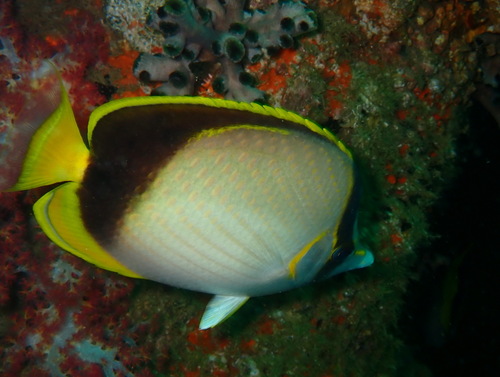 Chaetodon gardineri observed 2023-04-28