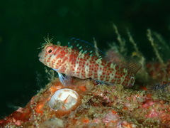 Fringed Blenny photo 1